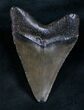 Nice Megalodon Tooth #8189-1